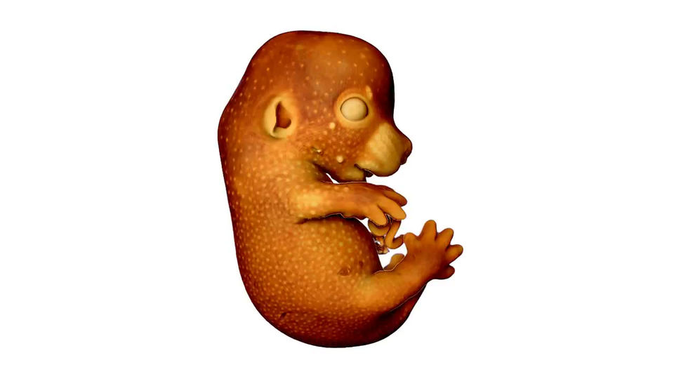 Whole 3D Embryo
